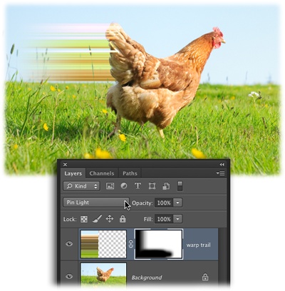 Good luck catching this hen! To achieve this look, start by using the Single Column Marquee to select a column of pixels. Then “jump” the selection onto its own layer by pressing ⌘-J (Ctrl+J). Next, summon the Free Transform tool by pressing ⌘-T (Ctrl+T), and drag one of the square, white center handles leftward. Last but not least, add a gradient mask (page 274) and then experiment with blend modes until you find one that makes the stretched pixels blend into the image (for more on blend modes, see page 276).Unfortunately you can’t activate the Single Row and Single Column Marquee tools with a keyboard shortcut; you’ve got to click their icons in the Tools panel instead.Create your own speeding hen by downloading the practice file Hen.jpg from this book’s Missing CD page at www.missingmanuals.com/cds.