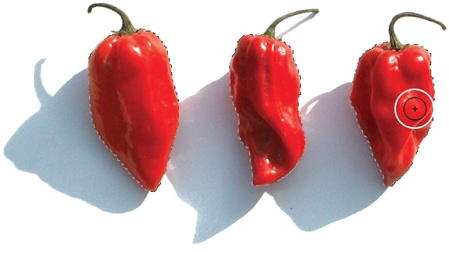 If the color of the objects you want to select differs greatly from their background color, like these chili peppers, use the Quick Selection tool. With this tool, you can either click the area you want to select or drag your cursor (circled) across the area as if you were painting. When you start painting with this tool, you see a tiny + sign inside the cursor (as shown here) and Photoshop puts the tool in “Add to selection” mode, which lets you add to an existing selection or make multiple selections.