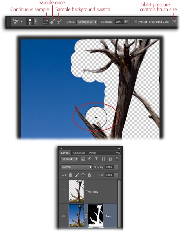 Even though the Background Eraser is destructive (it erases pixels), you can use it in a nondestructive way by remembering to duplicate the soon-to-be-erased layer first. Then, after you do your erasing on the duplicate layer, load the erased layer as a selection and use it as a layer mask on the original layer.As you can see here, Photoshop pays attention only to the color you touch with the crosshairs in the center of the cursor; even though the tree’s branches are within the brush area (circled), Photoshop deletes only the blue pixels.If you want to practice erasing this background, download DeadTree.jpg from this book’s Missing CD page at www.missingmanuals.com/cds.