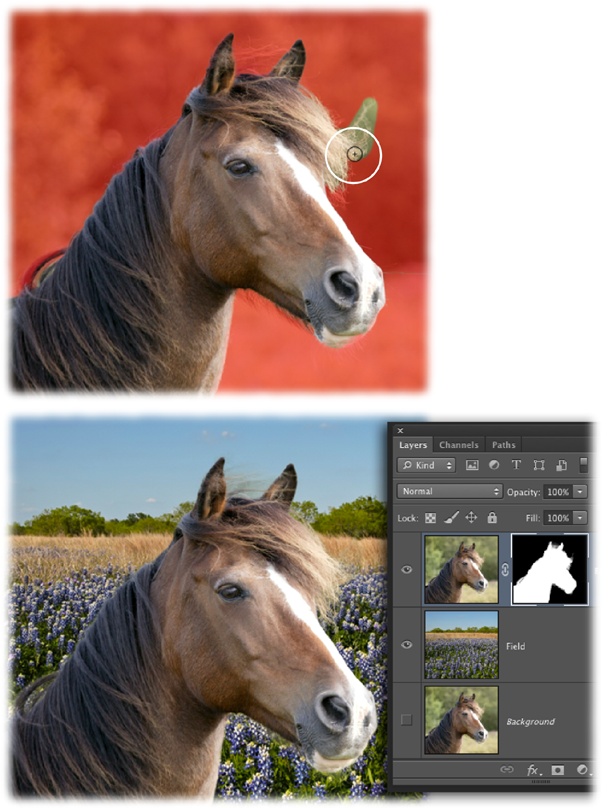 Top: After creating a rough selection with the Quick Selection tool, you can use the Refine Edge dialog box’s Refine Radius tool to brush across areas you want to add to the selection.Bottom: Within minutes, you can settle this mare onto a new background, as shown here. What horse wouldn’t be happier hanging out on a field of bluebonnets?To try this yourself, trot on over to this book’s Missing CD page at www.missingmanuals.com/cds and download the file Horse.zip.