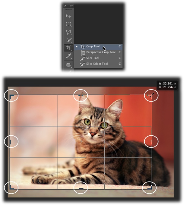 Top: The Crop tool lives near the top of the Tools panel; just click its icon and hold down your mouse button to expand its toolset, as shown here. It shares its toolset with the Perspective Crop tool (page 223).Right: After you tweak the automatic crop box or draw your own, Photoshop places a rule-of-thirds grid atop the image and gives you an idea of what the end result will look like by darkening the parts that’ll be cropped out. You can easily resize and rotate the crop box using the handles circled here (they look like little bars, and their color changes depending on the image colors underneath ’em). A handy info overlay appears near your cursor. If you’re dragging a handle to resize the crop box, the overlay includes info about the size of the box (as shown here). If you’re repositioning the crop box, the overlay indicates how much the crop box has moved, and if you’re rotating the box, it indicates the angle of rotation. Handy!