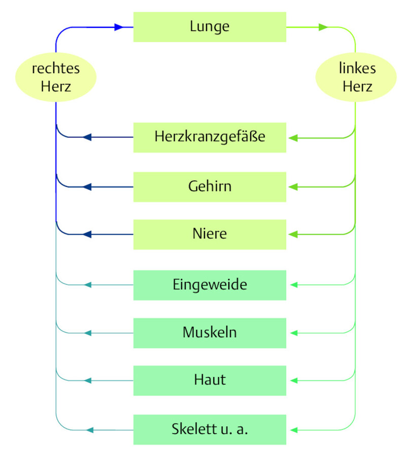 Zentralisation. Im Kreislaufschock ist die Durchblutung von Herz, Lunge, Gehirn und Nieren gegenüber den unwichtigeren Organen begünstigt.