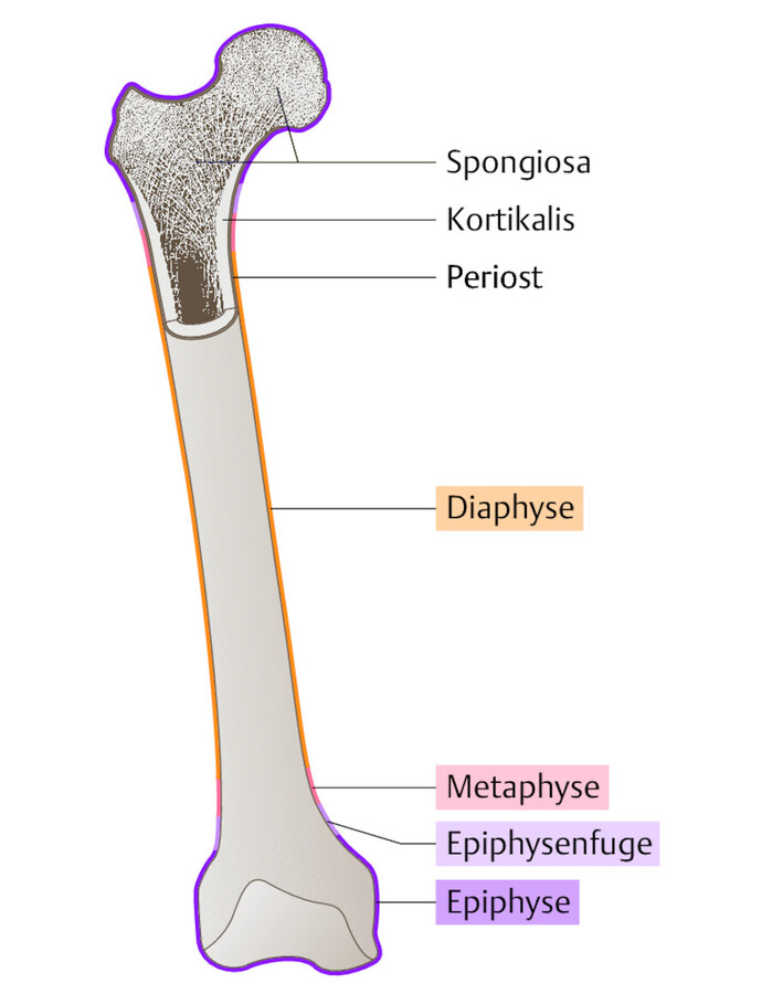 Röhrenknochen. Anatomie eines Röhrenknochens am Beispiel des Femurs (Oberschenkelknochen).