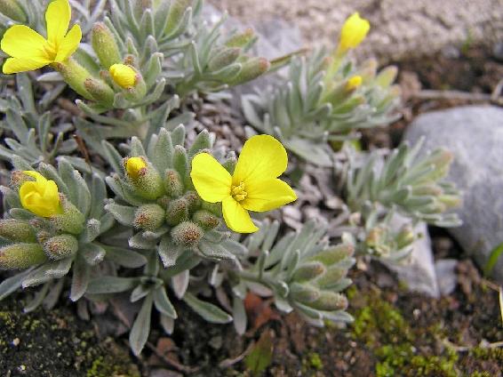 Die Nationalparkblume Degenija