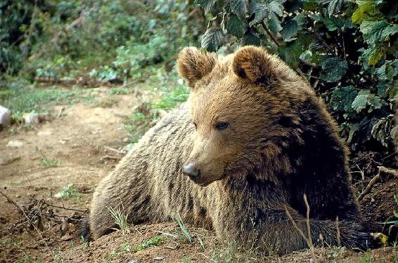 Im Bärengehege – Bär Ljubo Lik (geb. 2003) als Kleinkind