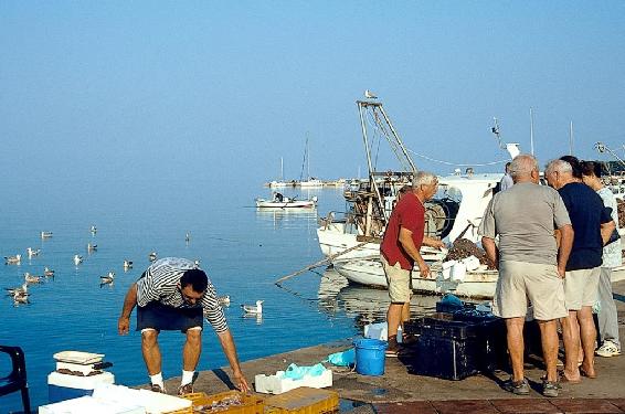 Novalja – frühmorgens wird am Hafenbecken um die Fische gefeilscht