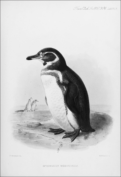 FIGURE 3.2. The Galápagos penguin.