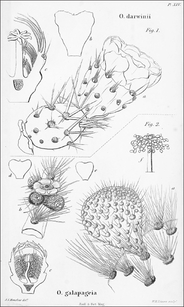 FIGURE 4.1. The prickly pear cactus Opuntia galapageia (Figure 2).