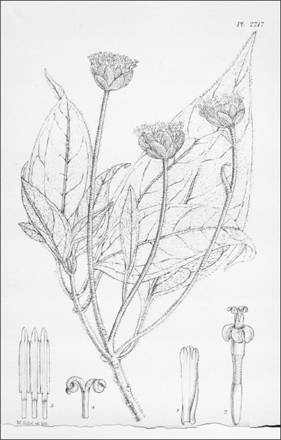 FIGURE 4.2. The giant daisy tree Scalesia pedunculata.