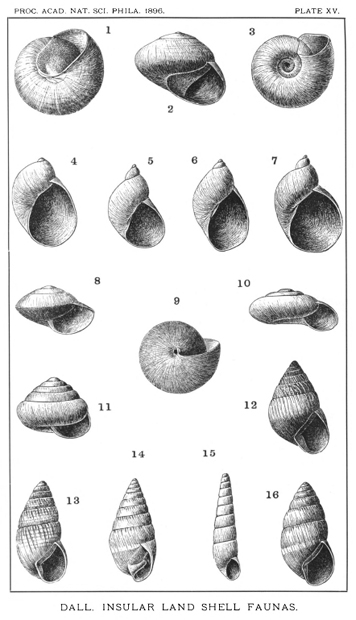 FIGURE 5.2. Left, land snails.