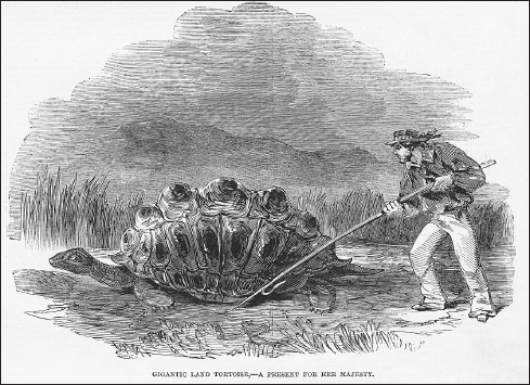 FIGURE 8.1. The Galápagos giant tortoises tasted good.