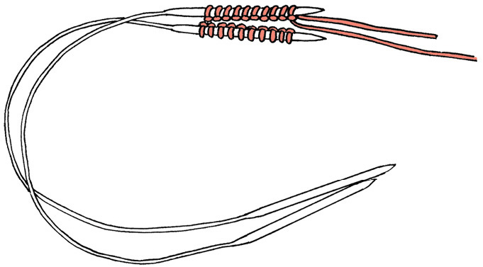 2-circs.1.tif