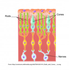 1414_Rods_and_Cones_modified-01-01