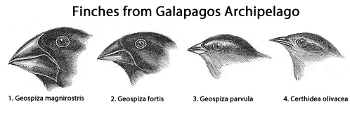 Darwin - Sketch of four different finches from Galapagos