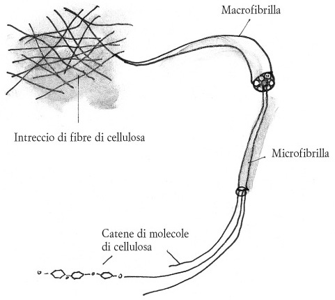 La carta è un intreccio di fibre di cellulosa.