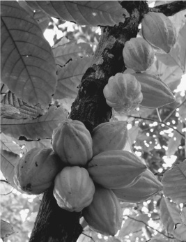 Baccelli di cacao sull’albero.