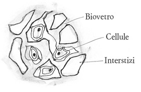 Biovetro a impalcatura.