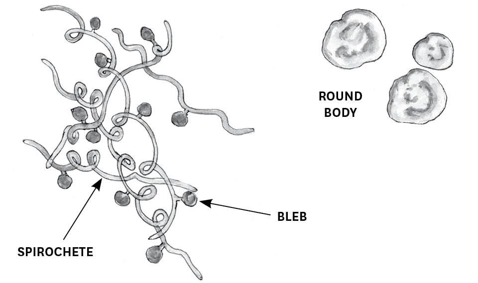 Illustrations of the spirochete, bleb, and round bodies