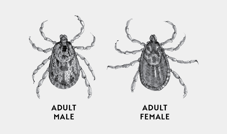 Illustrations of the adult male and female Pacific coast tick