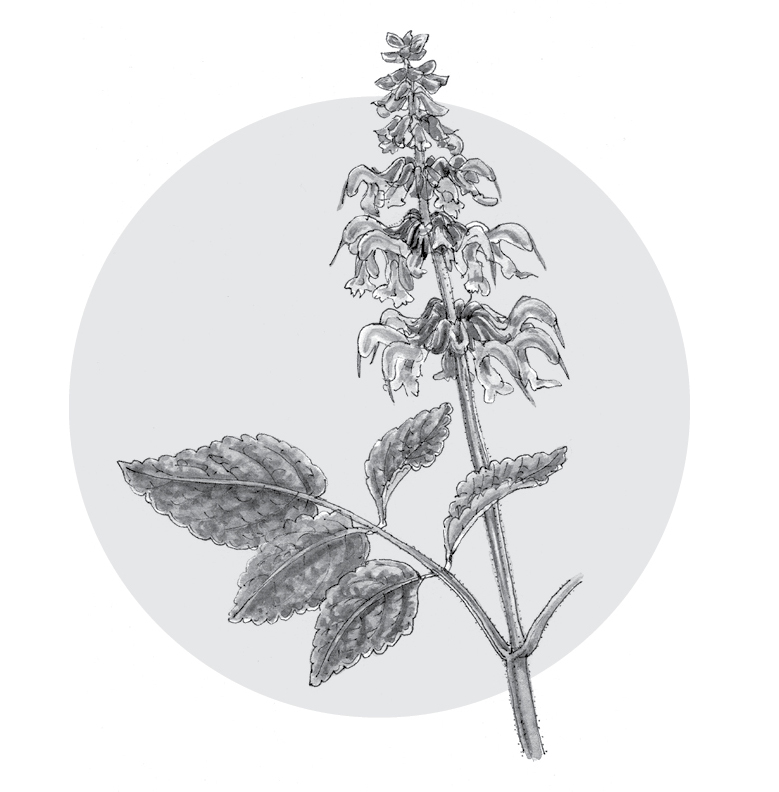 Illustrated red sage