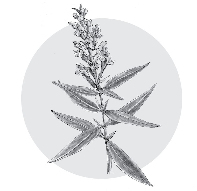 Illustrated Chinese skullcap