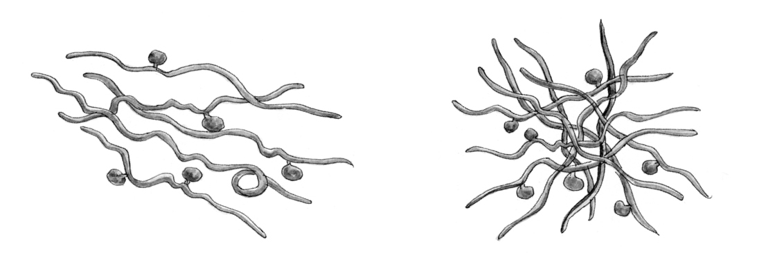 Illustrated early stages of biofilm development