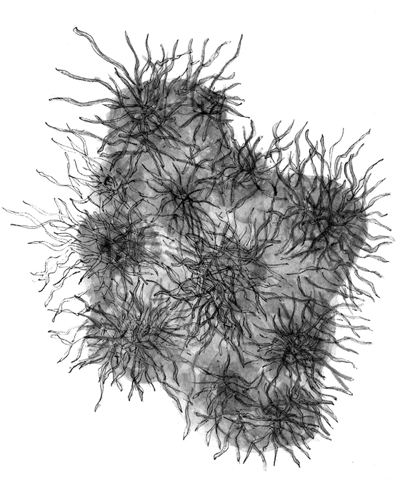 Illustrated fully formed biofilm