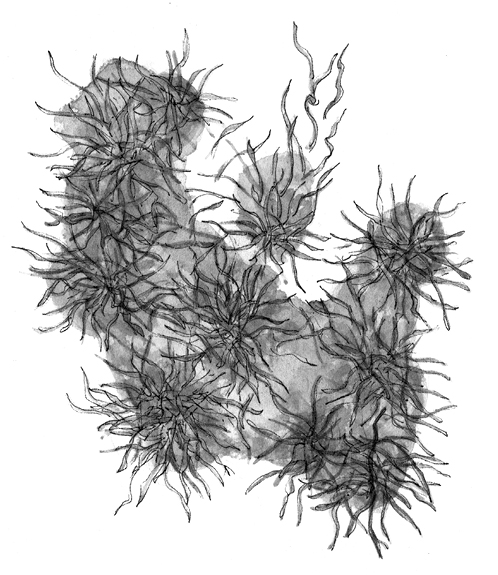 Illustrated splitting biofilm