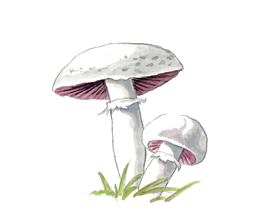 M_Agaricus_campestris.tif