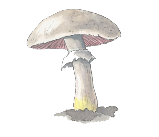 M_Agaricus_xanthoderma.tif