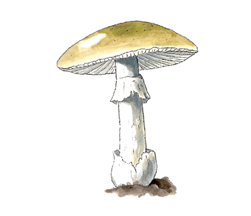 M_Amanita_phalloides.tif