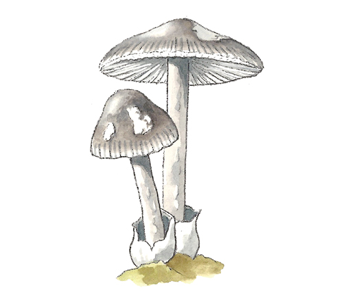 M_Amanita_vaginata.tif