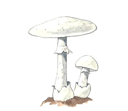 M_Amanita_virosa.tif