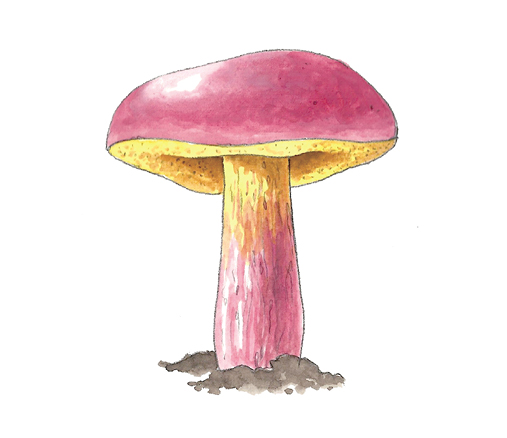 M_Boletus_bicolor.tif