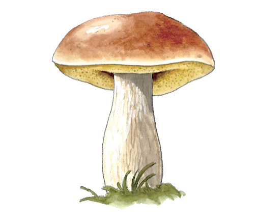 M_Boletus_edulis.tif