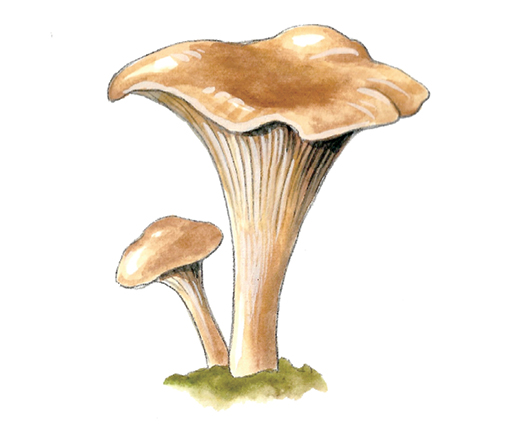 M_Cantharellus_cibarius.tif