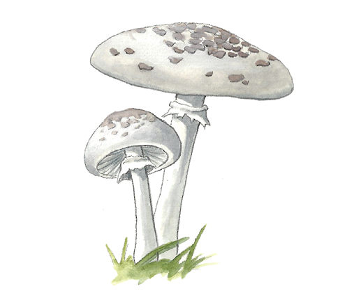 M_Chlorophyllum_molybdides.tif