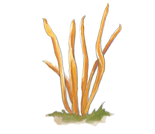 M_Clavulinopsis_fusiformis.tif