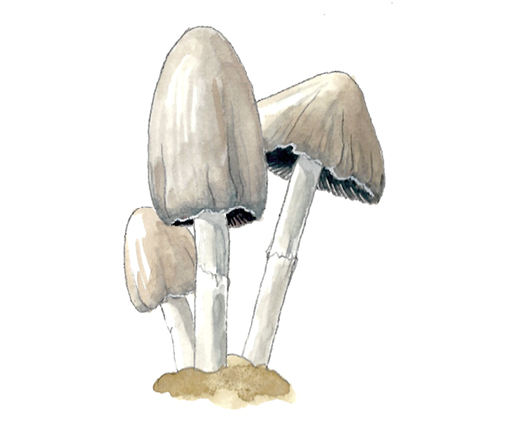 M_Coprinus_atramentarius.tif