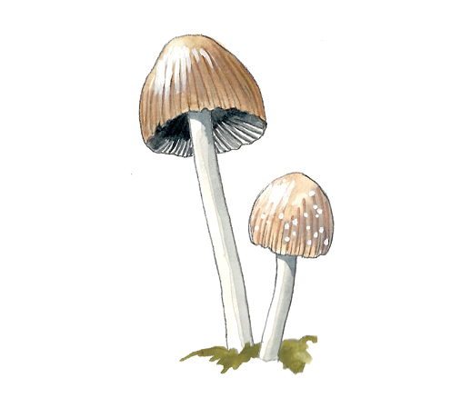 M_Coprinus_micaceus.tif