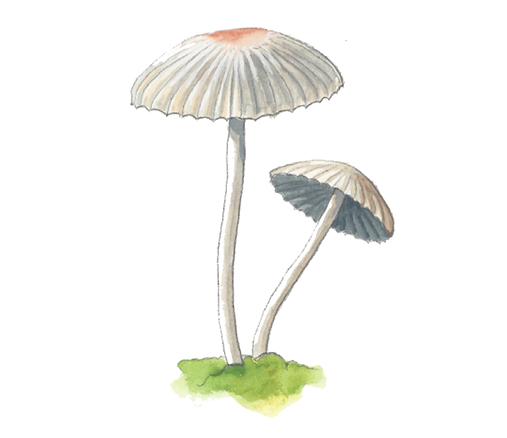 M_Coprinus_plicatilis.tif