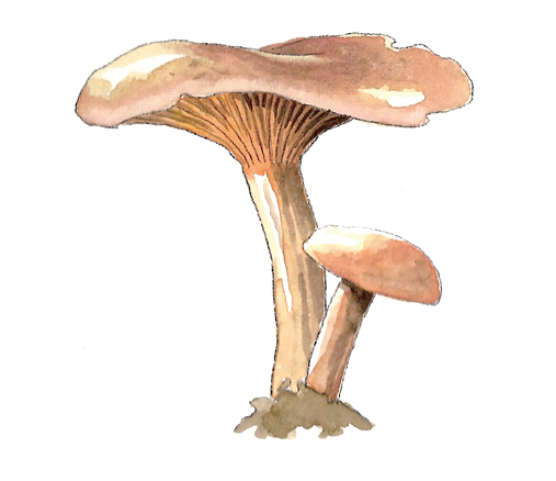 M_Hygrophorus_aurantiaca.tif