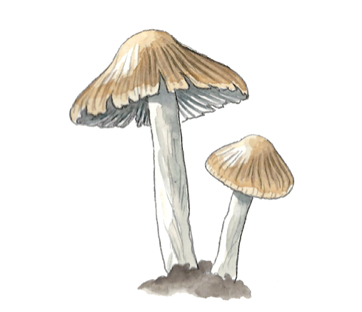 M_Inocybe_fastigiata.tif