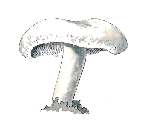 M_Lactarius_deceptivus.tif