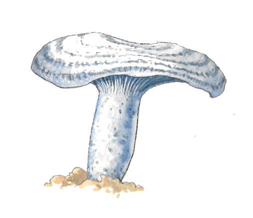 M_Lactarius_indigo.tif