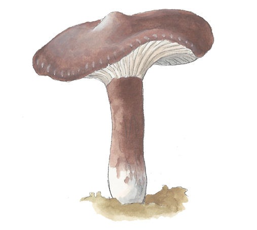 M_Lactarius_lignyotus.tif