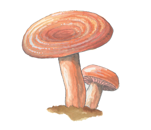 M_Lactarius_rubrilacteus.tif