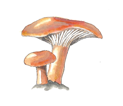 M_Lactarius_volemus.tif