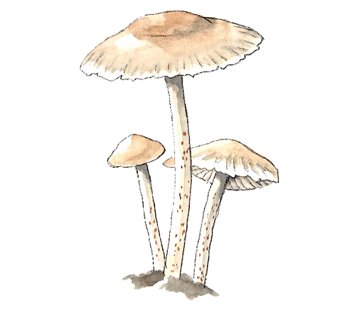 M_Marasmius_oreades.tif