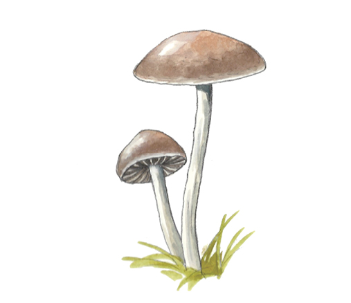 M_Panaeolus_foenisecii.tif